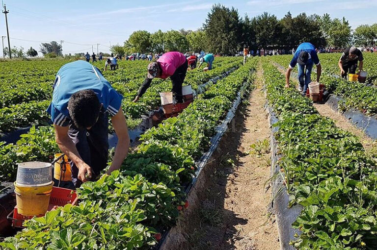 Trabajador rural en el campo chaqueño, representando al sector beneficiado por la actualización del SUAF.