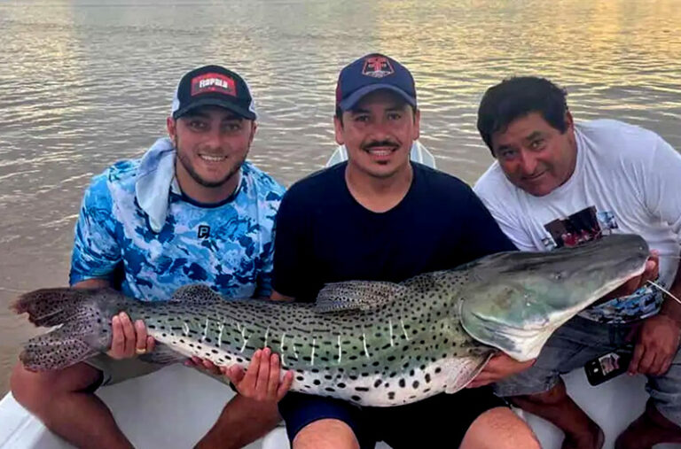 Pescador sosteniendo un gran surubí de río antes de su liberación en el río Paraná.