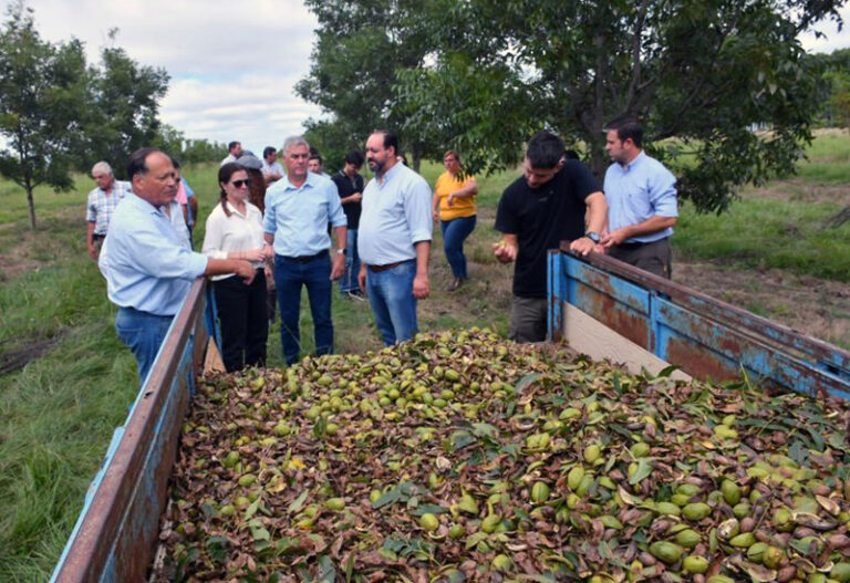 Nuez pecan en plantación de Corrientes