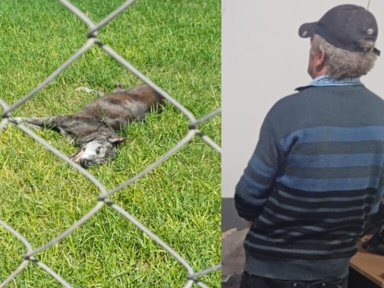 Perro en situación de abandono en un terreno baldío en Castelli