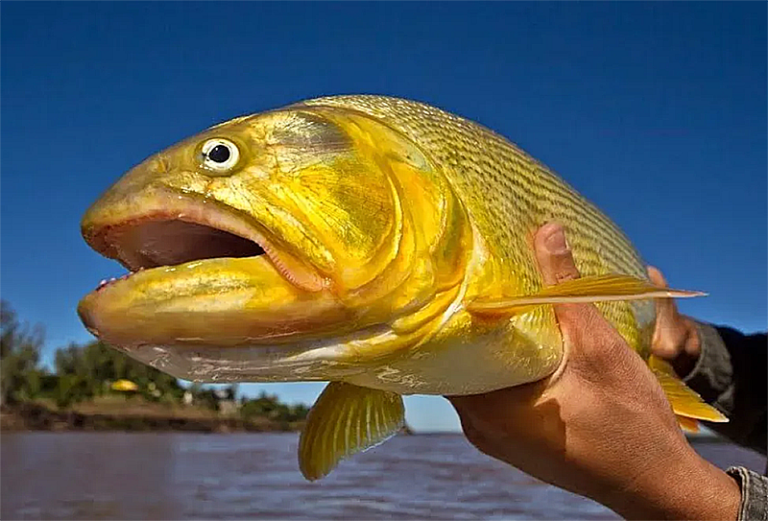 Pescadores participando en el torneo de dorado en la costa de Paso de la Patria, Corrientes