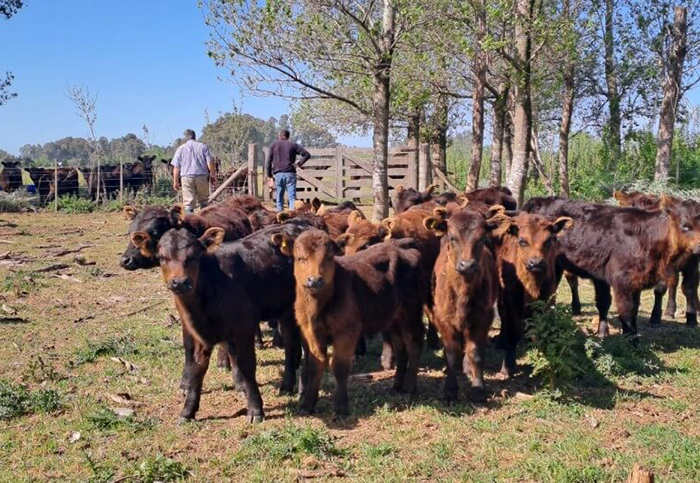 Gráfico o fotografía representativa de un rodeo vacuno en Argentina