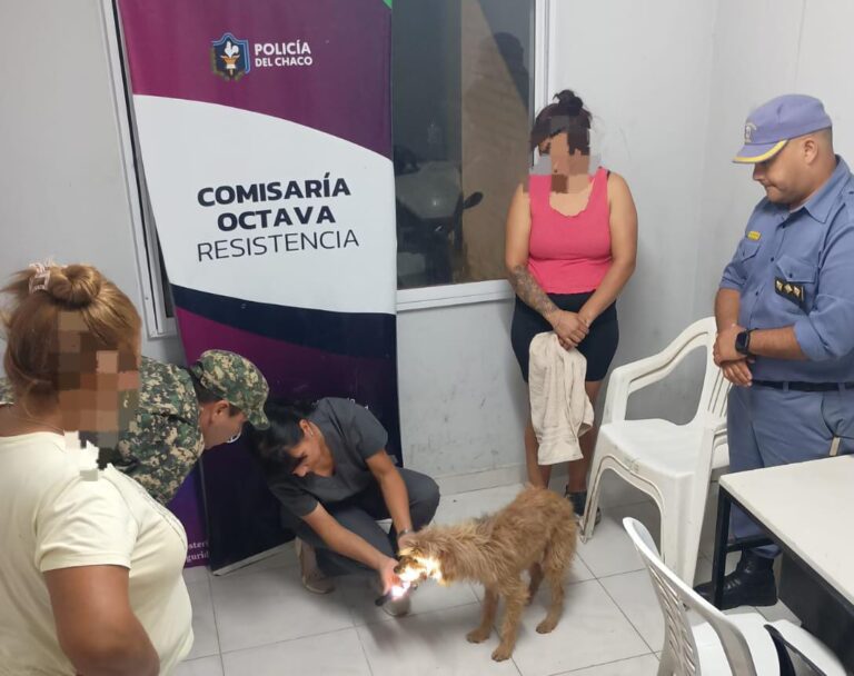 Perro de pelaje marrón secuestrado por maltrato animal en Resistencia